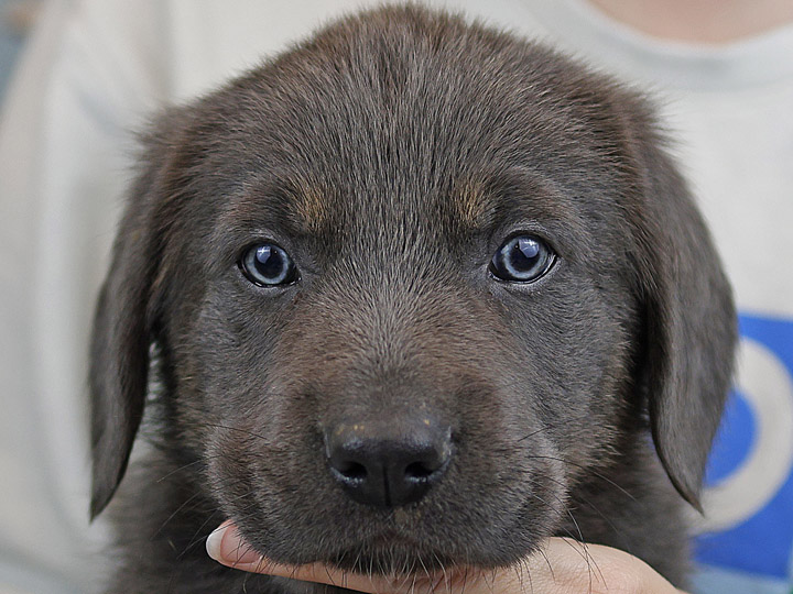 chinook puppy